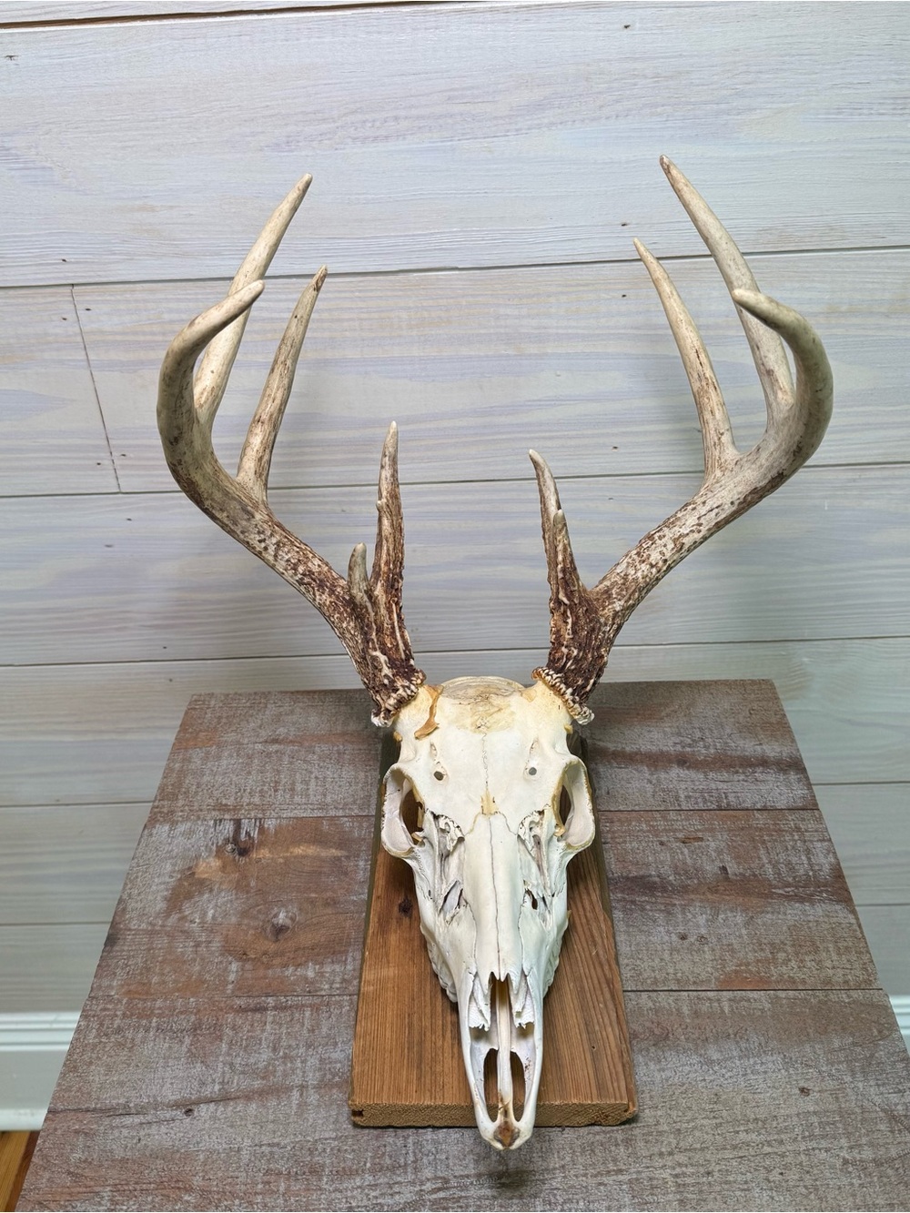 Whitetail Deer Skull European Taxidermy Buck Mount 11 Point Man Cave Cabin Decor